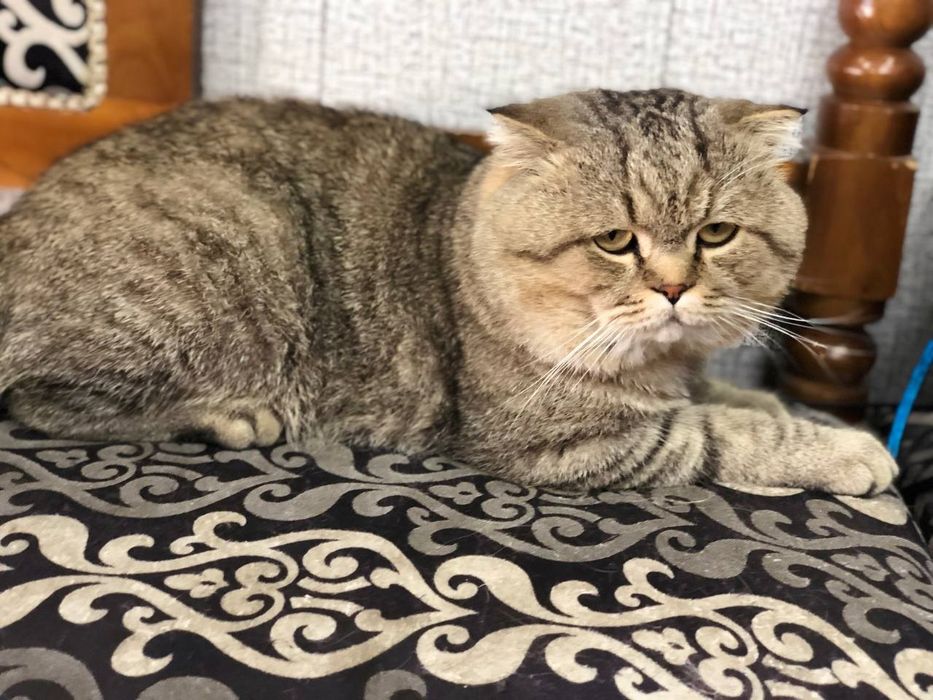 Scottish fold sotiladi