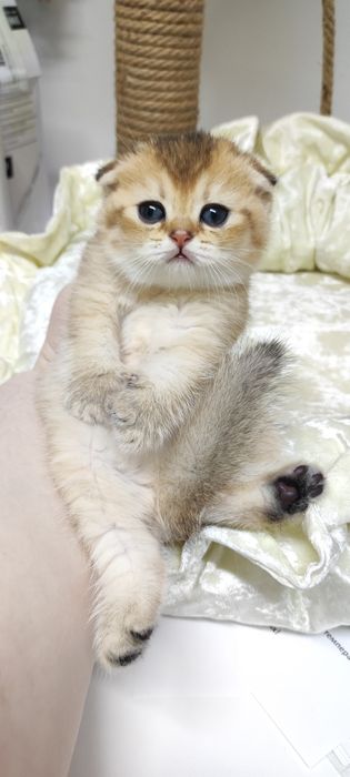 ШоТлаНдские КотЯта висЛоуХие ..