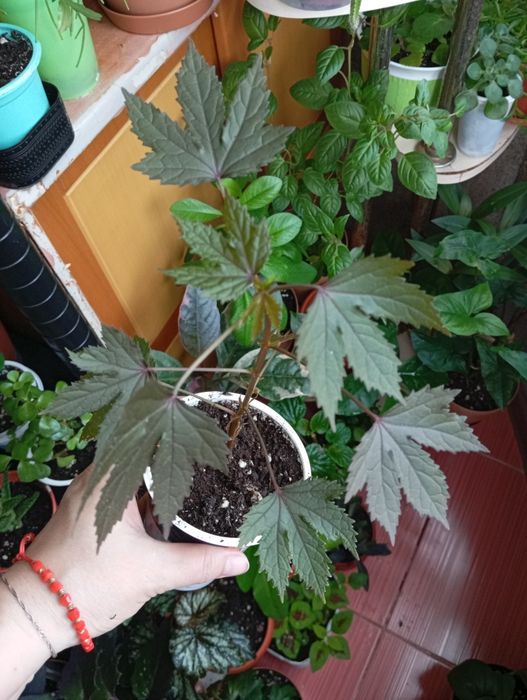 Продам комнатные растения