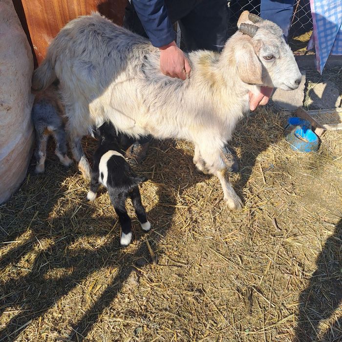 Vand 2 capre cu iezi