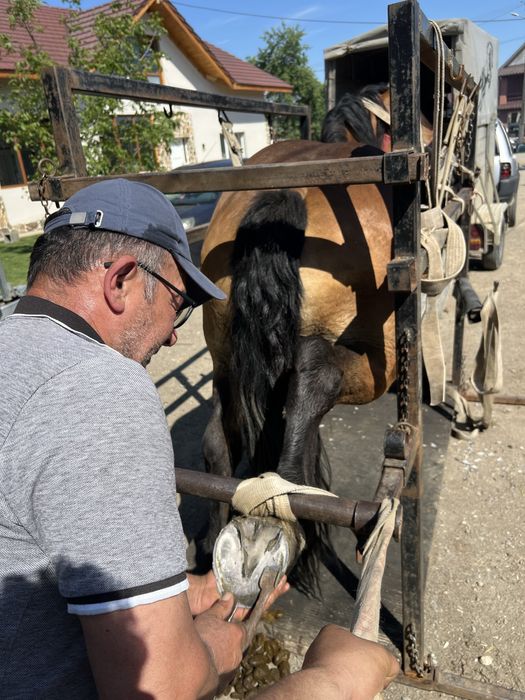 Vînd mînză semigreu de 3 ani