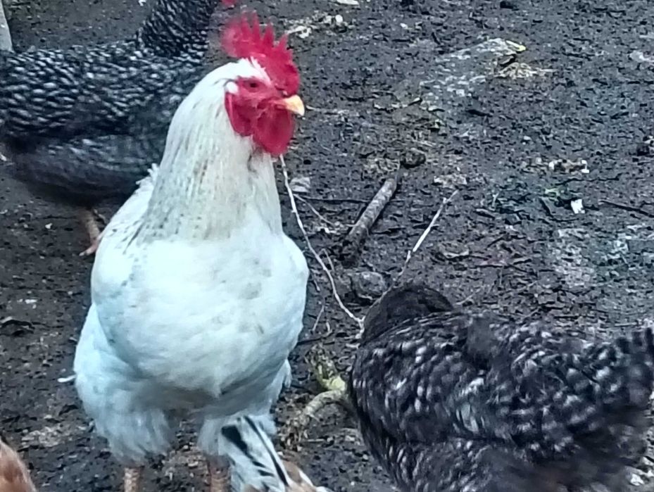 Vând cocosi rasa MONACO