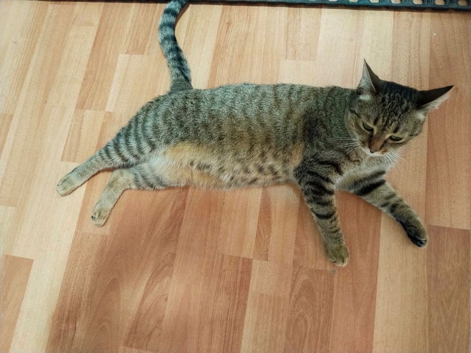 Кошечку подарю бесплатно