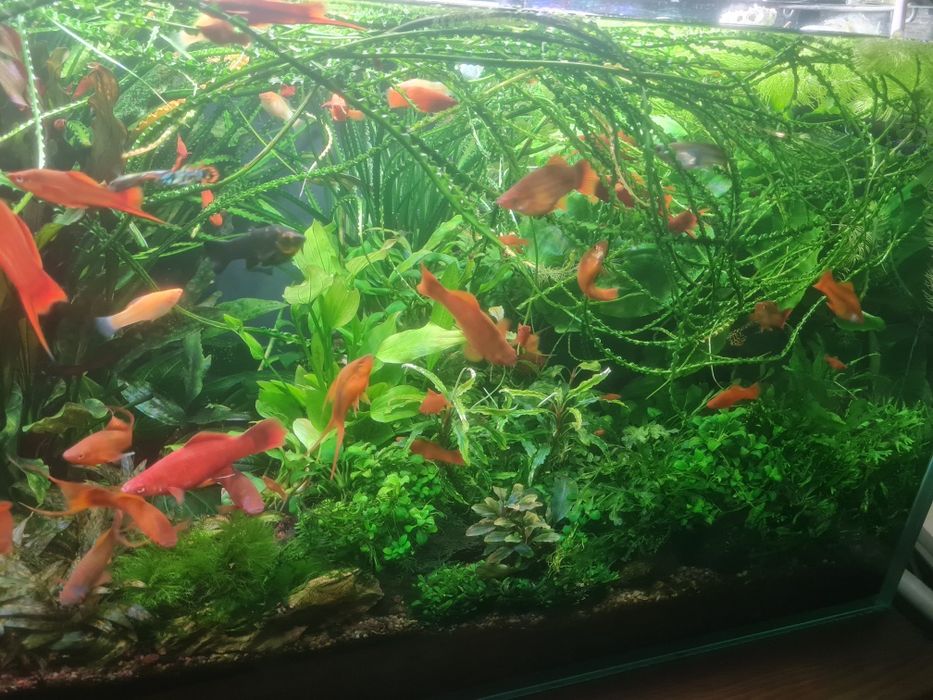 Аквариумные растения.