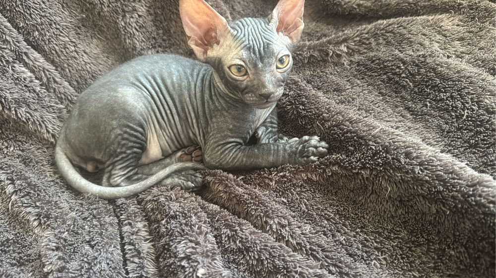 Донской свинкс котята