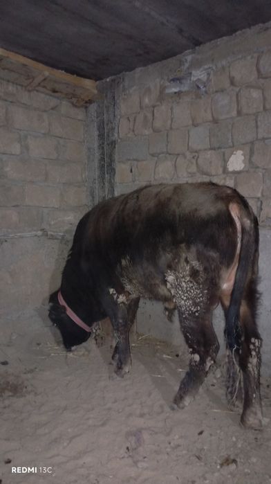 Навос сотилади срочна