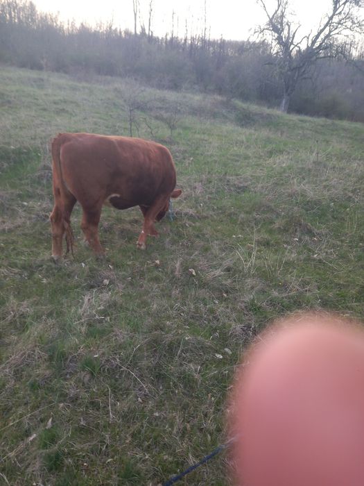 Juninca Angus de vânzare