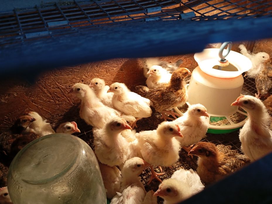 Продам домашних кур и цыплят