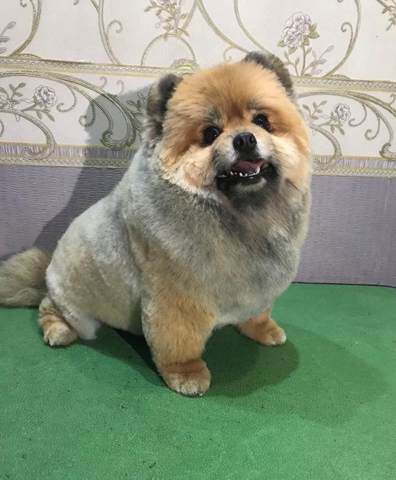 Груминг, стрижка , экспресс линька