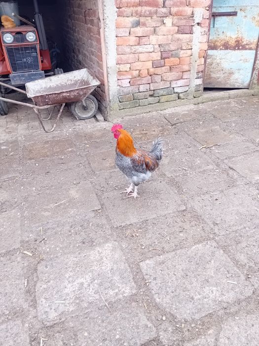 Млади петли маран