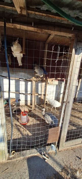 Vand pauni maturi diferite culori