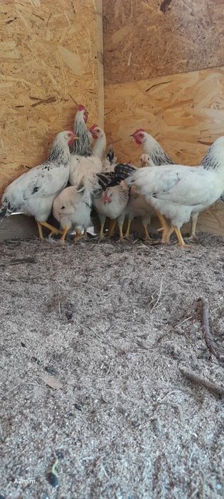 Срочно продам молодок