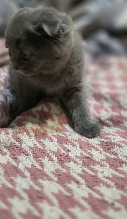 Милыйи котёнки пушистый