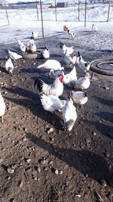 Продам кур Адлерской Серебристый