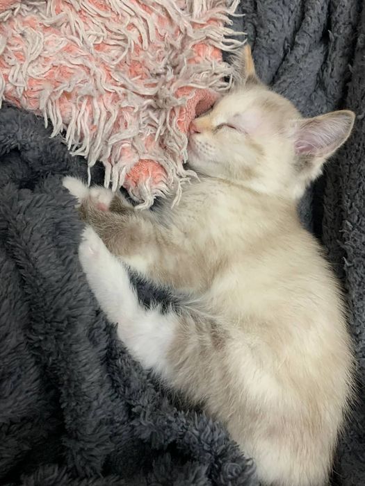 котенок в добрые руки