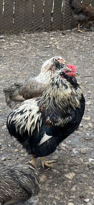 Vand cocosi araucana