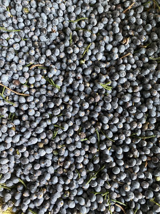 Ягоды можжевельника