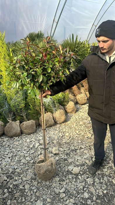 Pepinieră chiparos cupresus leylandi