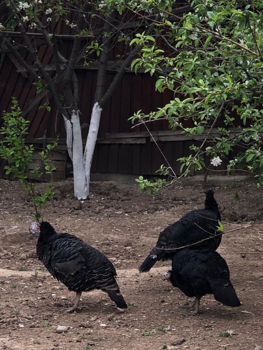 Яйца индюка 100шт