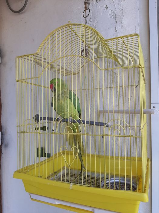 Попугай – самка породы Ожереловых