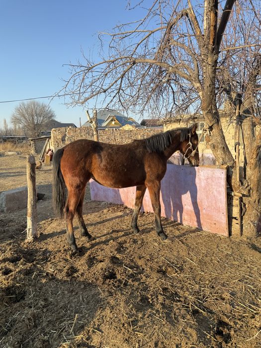 Байтал сатылады кобыла