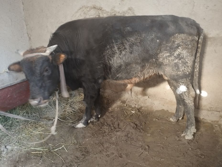 Бокилган бука сотилади