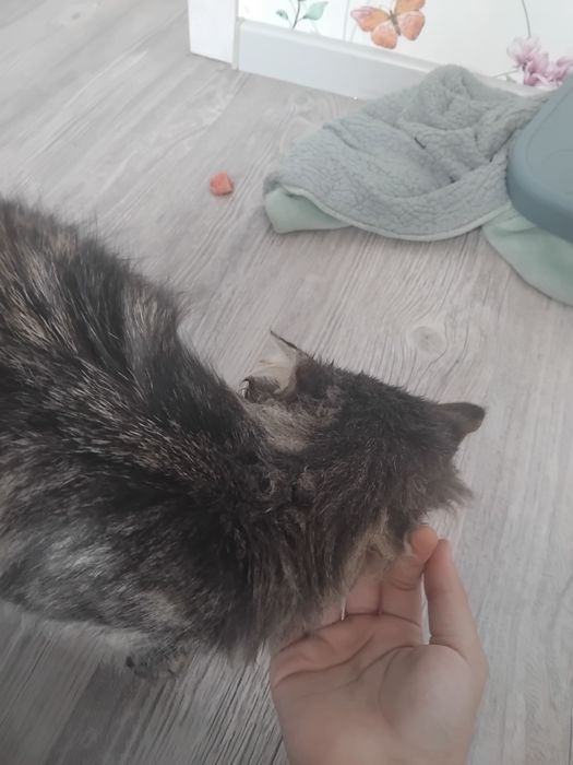 Кошечка Дуня очень ласковая