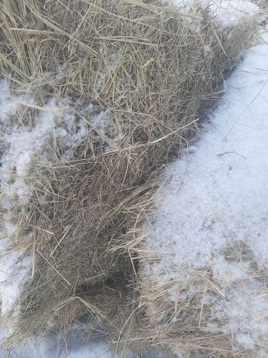 Продам сено 100 тюков по 500 тг.