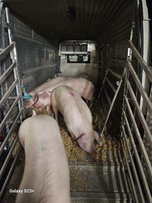 Transport animale vii