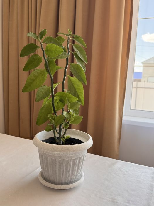 Продам домашние цветы