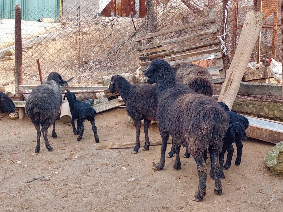 Жас ірі денелі қозылы қойлар сатылады