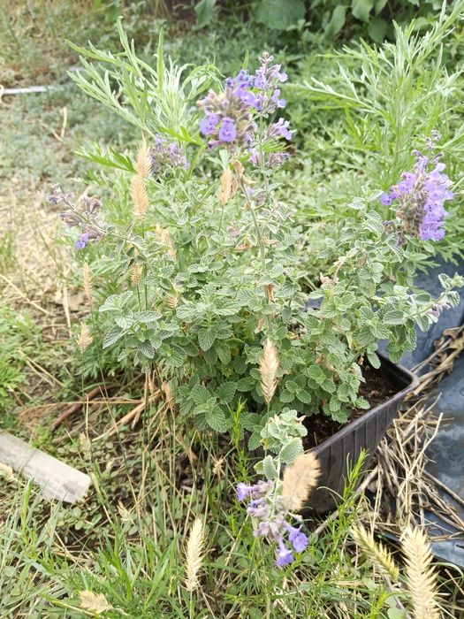 Продаю кустарник котовник