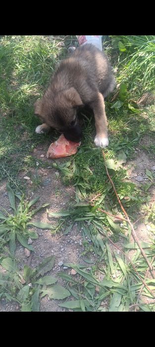 Отдам щенков в кыргауылды