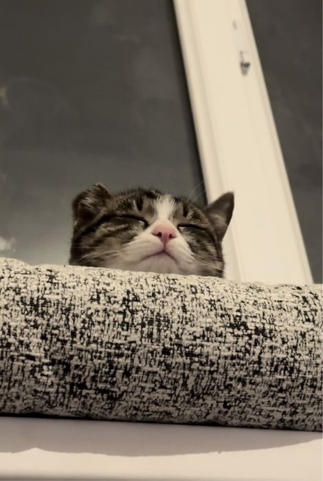 Котёнок кошка кот