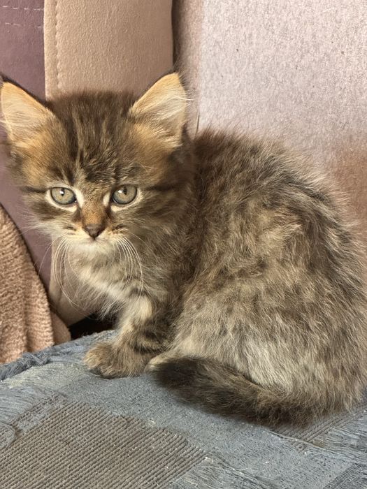 Отдаются котята в добрые руки!