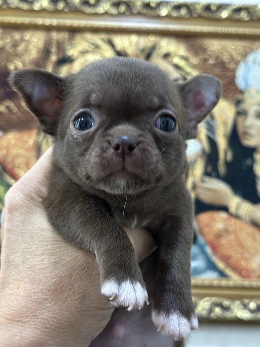 Очаровательные чихуашечки тип кобб