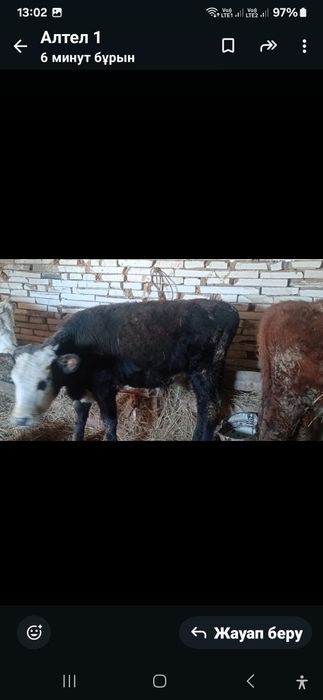 Бір жастағы қашар баспақтар сатылады