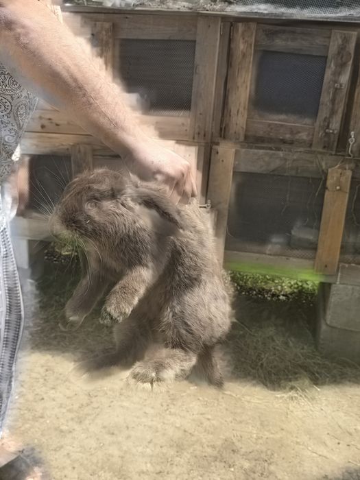 Продам кроликов крупные