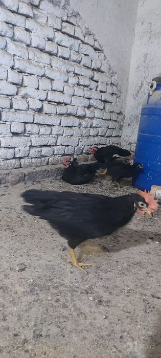 Qora legorin 4oylik