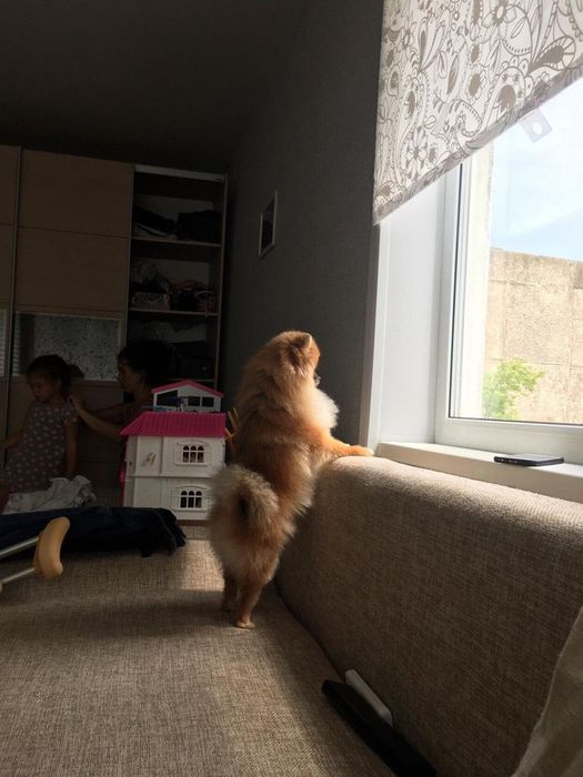 Немецкий мини шпиц