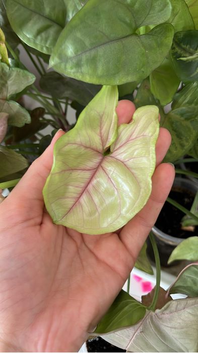 Сингониум разные виды (лиана, куст)