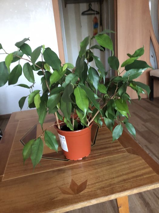 Продам фикус Бенджамина