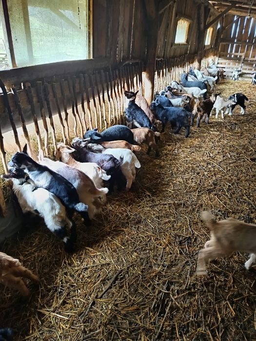 Iezi de vanzare pentru Paste