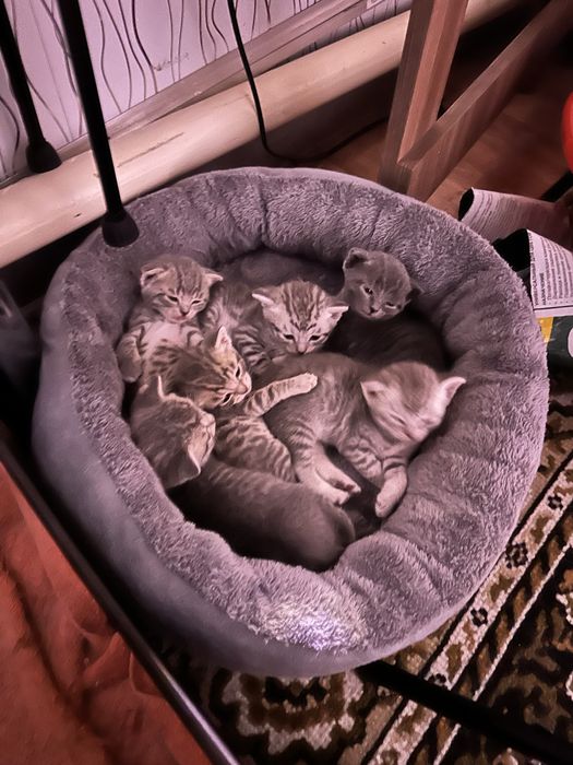 Продам котят, шотландцев