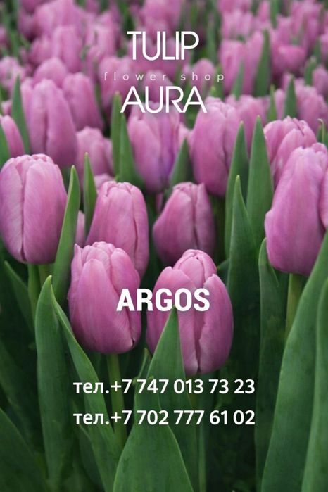 Тюльпаны высшего сорта оформление бесплатно