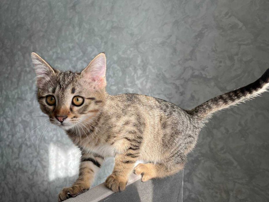 Отдам котенка в хорошие руки!