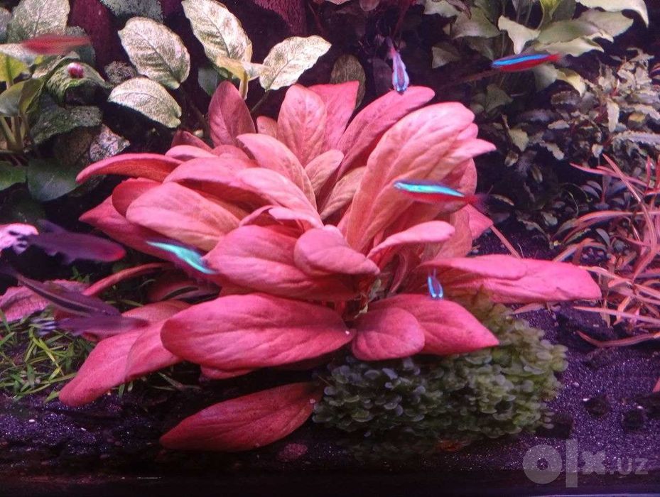 Самолус красный (Samolus parviflorus 'Red'). Аквариумное растение.