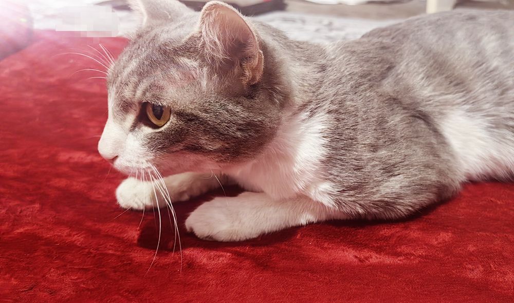 Mushuk hadya, toza va aqilli