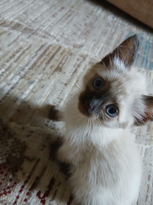 Ищем дом для котят