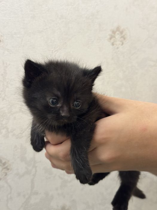 Продаются милые котята — 5 000 ₸